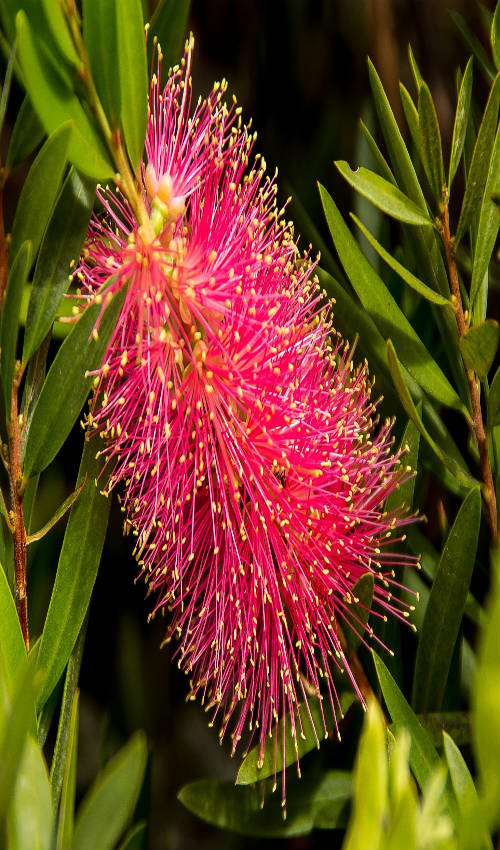 Bottle Brush
